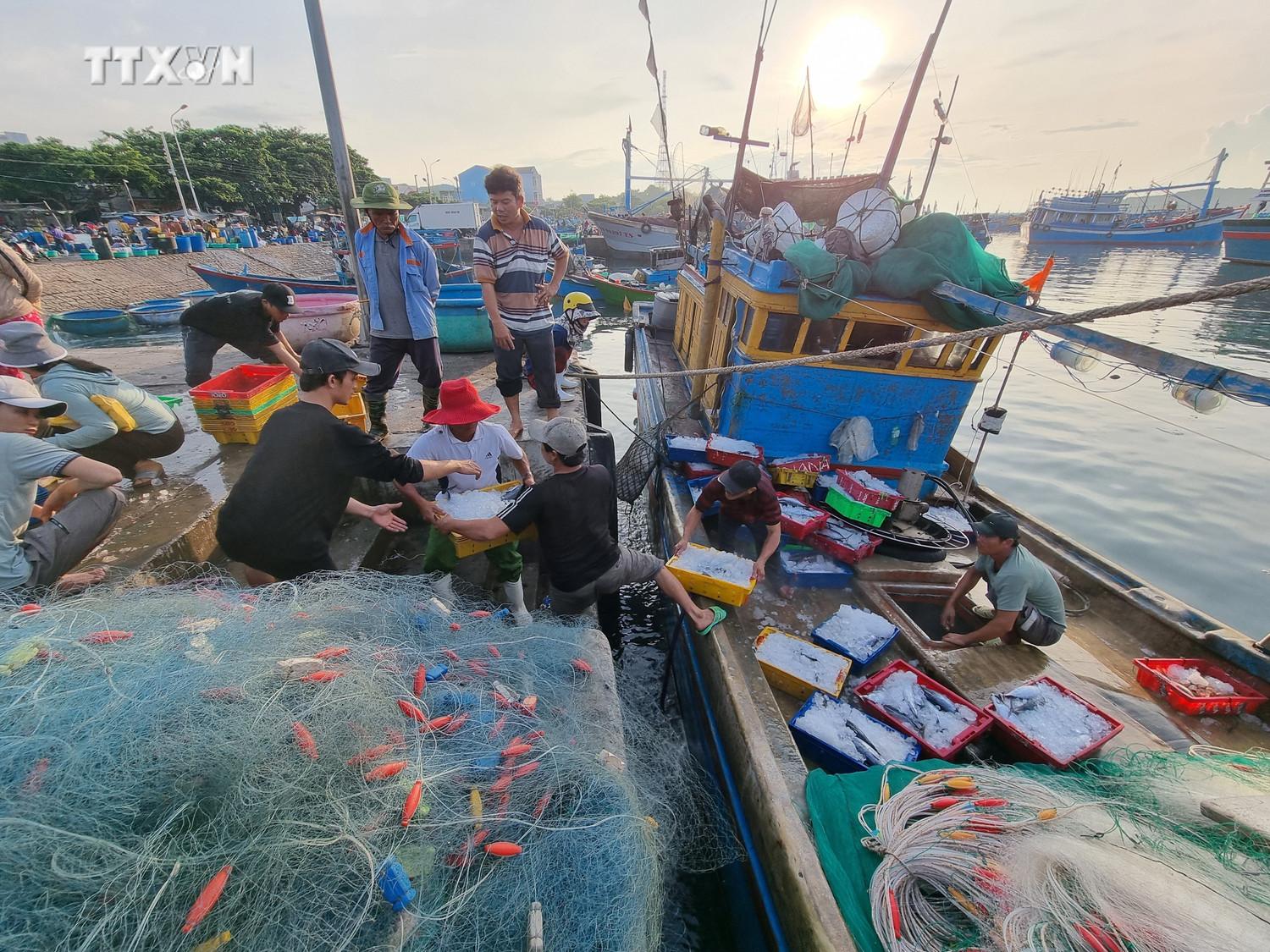 vna_potal_bien_dao_viet_nam_ngu_dan_ninh_thuan_day_manh_vuon_khoi_khai_thac_vu_ca_nam_7389112.jpg